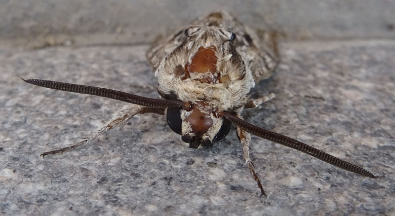 Agrius convolvuli - Sphingidae